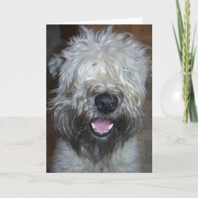Soft Coated Wheaten Terrier Card (Front)