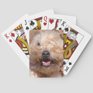 Soft Coated Wheaten Terrier portrait Playing Cards