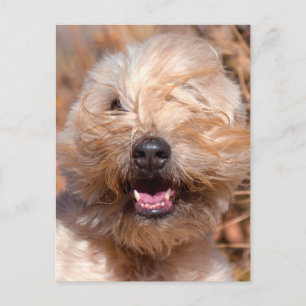 Soft Coated Wheaten Terrier portrait Postcard