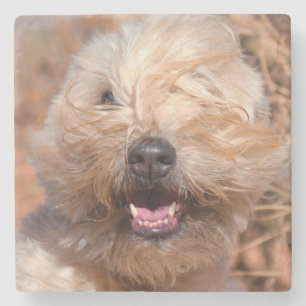 Soft Coated Wheaten Terrier portrait Stone Coaster