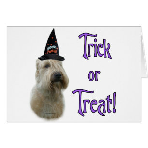 Soft Coated Wheaten Trick