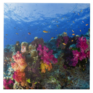 Soft corals on shallow reef, Fiji Ceramic Tile