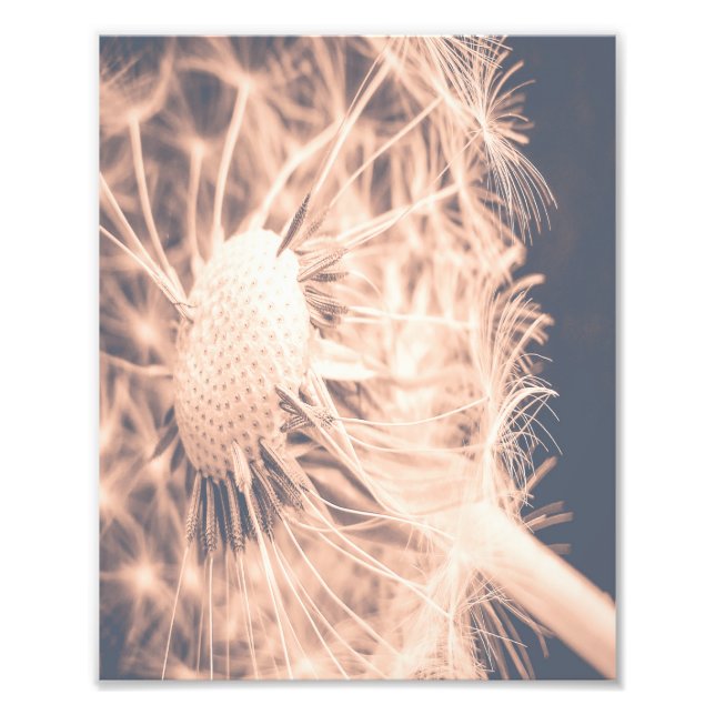  Soft Fairytale Pink Dandelion Blowball 2 Photo Print (Front)