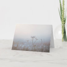 Soft Frosty Morning Nature Sympathy