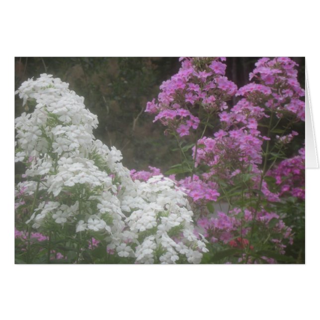 Soft Glowing Phlox Flowers (Front Horizontal)