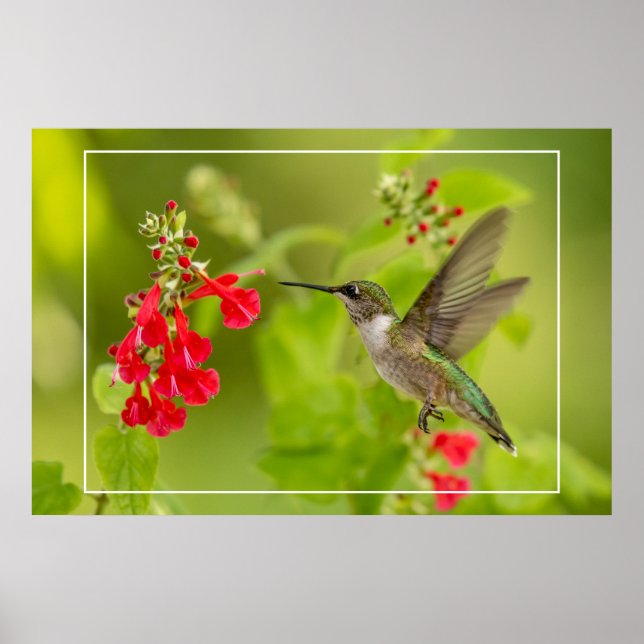 Soft Green Summer Poster (Front)