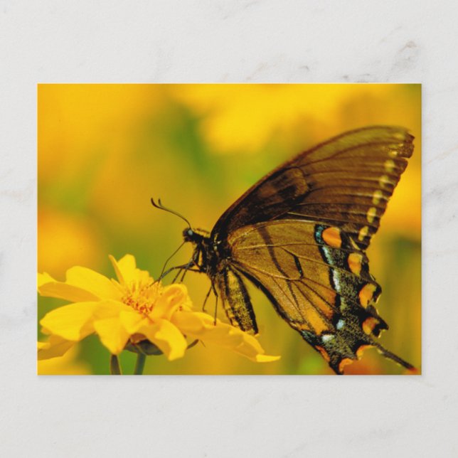 Soft Landing Postcard (Front)