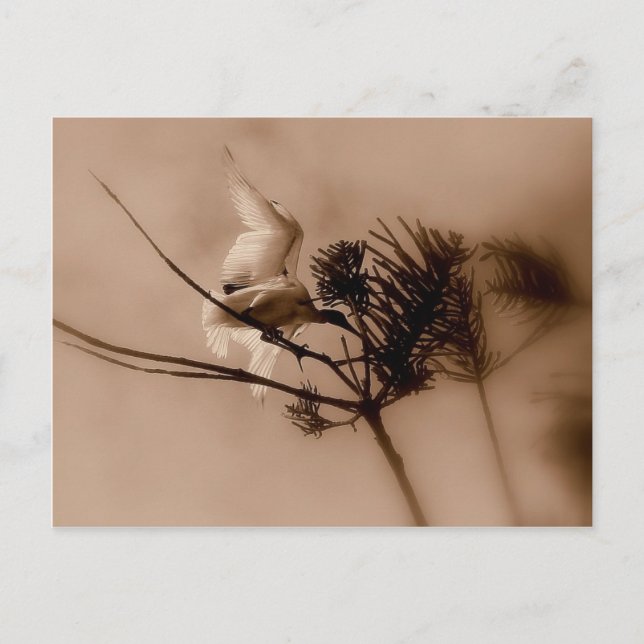 soft landing postcard (Front)