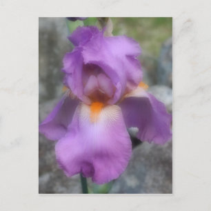 Soft Lavender Bearded Iris Flower Postcard