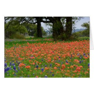 Soft Light Indian Paintbrush