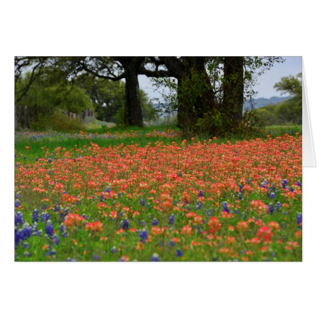 Soft Light Indian Paintbrush (Front Horizontal)