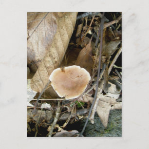 Soft Mushroom Postcard