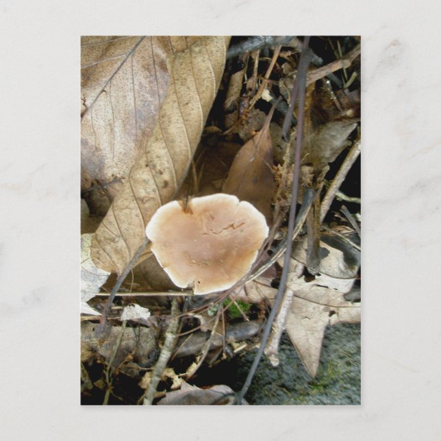 Soft Mushroom Postcard (Front)