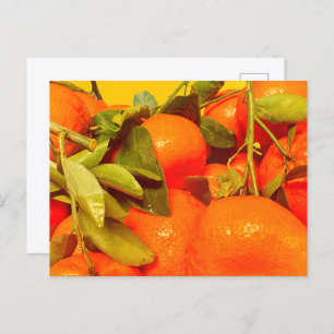 Soft Orange Fruit Aesthetic Postcard