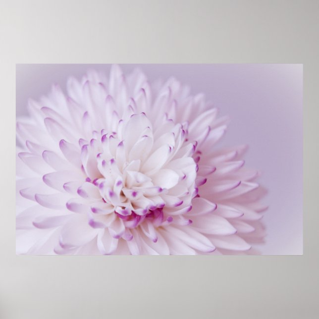 Soft Pastel Flower Photography Poster (Front)