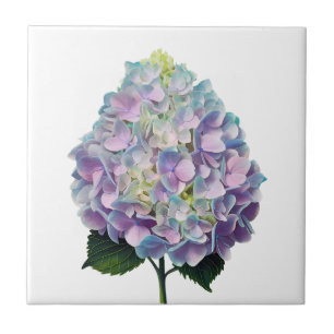 Soft Pastel Hydrangea Botanical Illustration Ceramic Tile