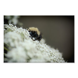Soft Photo Print