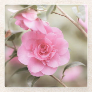 Soft Pink Camellia Flower  Glass Coaster