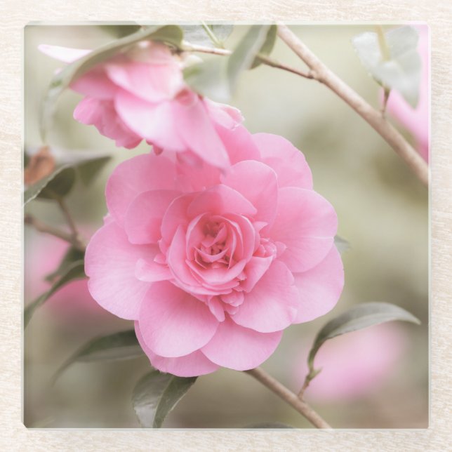 Soft Pink Camellia Flower  Glass Coaster (Front)