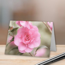 Soft Pink Camellia Flower 