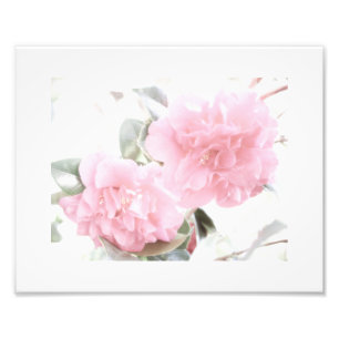 Soft Pink Camellias Photo Print