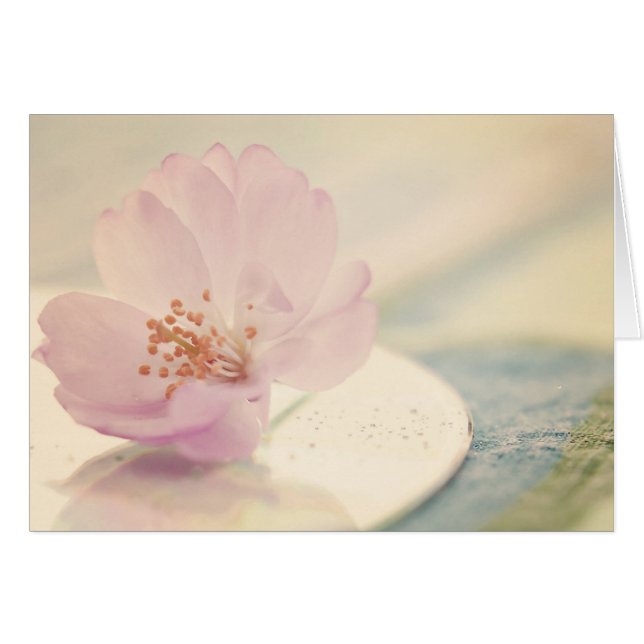 Soft Pink Cherry Blossom Flower (Front Horizontal)