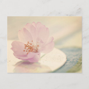 Soft Pink Cherry Blossom Flower Postcard