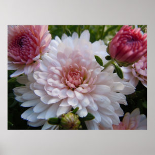 Soft Pink Chrysanthemum Poster