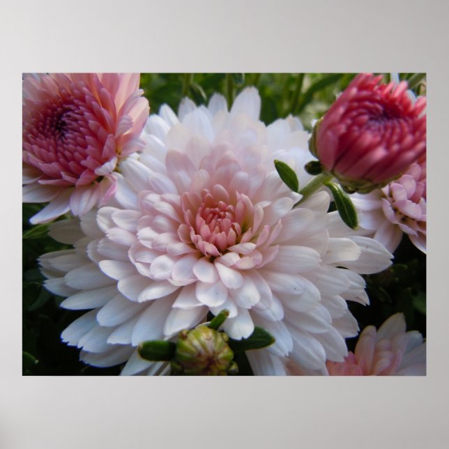Soft Pink Chrysanthemum Poster (Front)