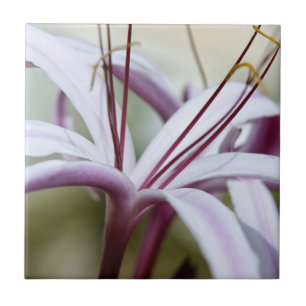 Soft Pink Lily Flower Botanical Photo Art Ceramic Tile