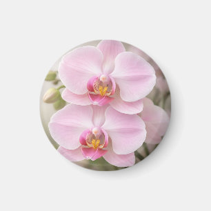 Soft Pink Phalaenopsis Orchid Magnet