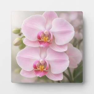 Soft Pink Phalaenopsis Orchid Plaque