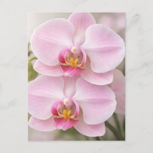 Soft Pink Phalaenopsis Orchid Postcard