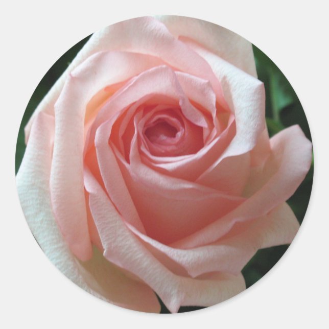 Soft Pink Romantic Rose Sticker (Front)