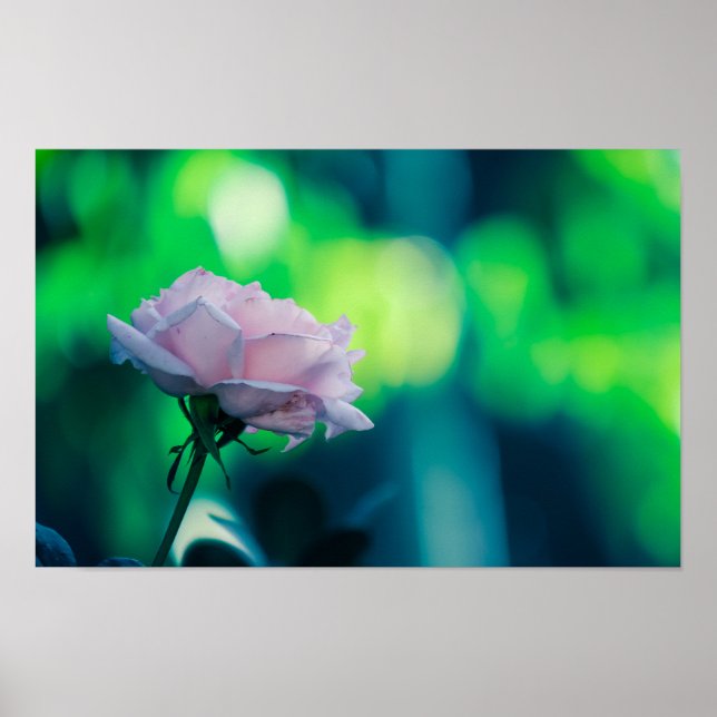 Soft Pink Rose Dream  Poster (Front)