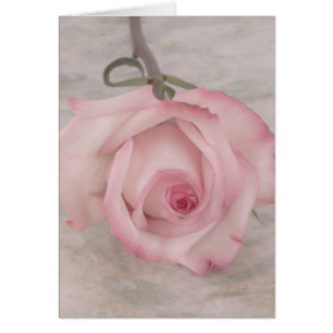 Soft Pink Rose Flower Card