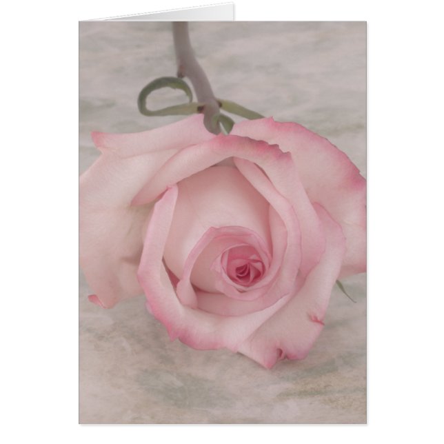 Soft Pink Rose Flower Card (Front)