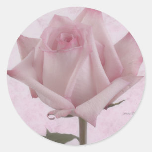 Soft Pink Rose Flower Classic Round Sticker