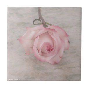 Soft Pink Rose Flower Tile