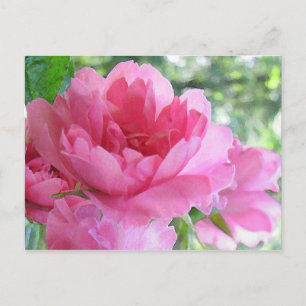 Soft Pink Rose Postcard