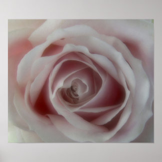 Soft Pink Rose Print