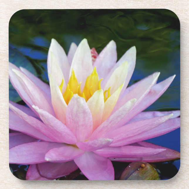 Soft Pink Waterlily Coaster (Front)