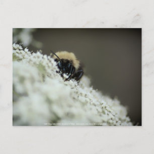 Soft Postcard