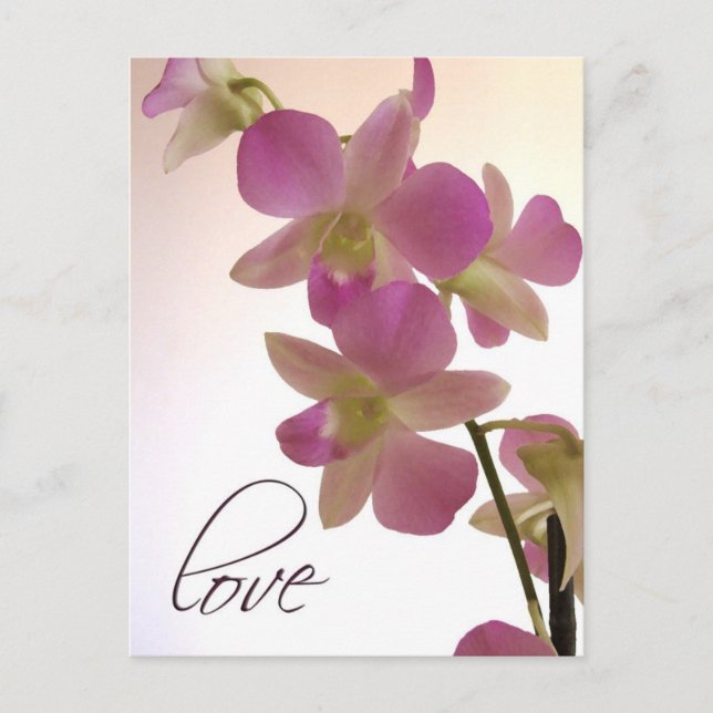 Soft purple orchid postcard (Front)