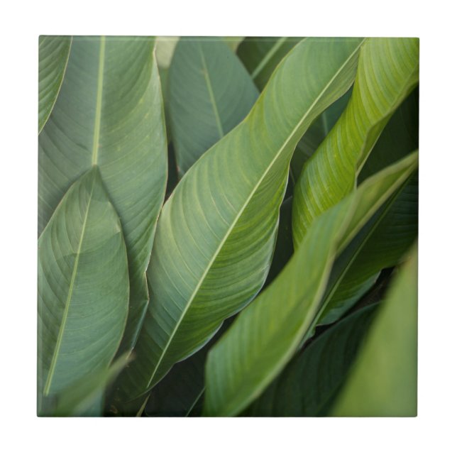 Soft ropical Green Leaves Botanical Ceramic Tile (Front)