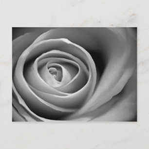 Soft Rose Centre - Black and White Photograph Postcard