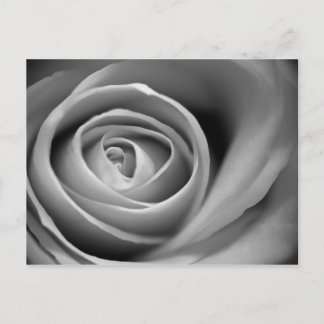 Soft Rose Centre - Black and White Photograph Postcard