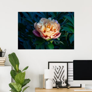 Soft Splendor: Peach Peony Photography Poster