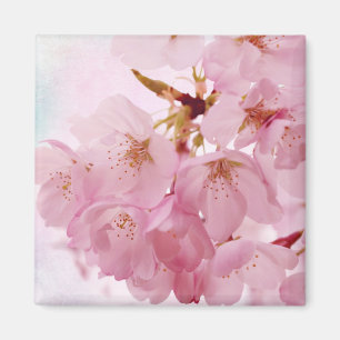 Soft Vintage Pink Cherry Blossoms Magnet