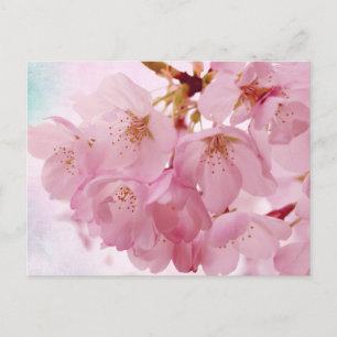 Soft Vintage Pink Cherry Blossoms Postcard